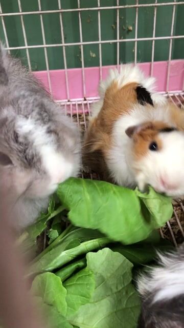 Bọ ú Aby Thái. Mua bán Thú cưng khác tại Thị xã Phú Mỹ Bà Rịa - Vũng Tàu được đăng bởi Design Case hình 1