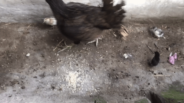 Gà Peru Mỹ con nhiều màu. Mua bán Gà tại Huyện Cầu Kè Trà Vinh được đăng bởi khai Trương hình 1