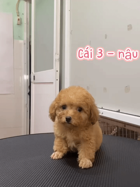 Chó Poodle cái lông xoăn. Mua bán Chó tại Thành phố Vĩnh Long Vĩnh Long được đăng bởi Minh Luan Huynh hình 1