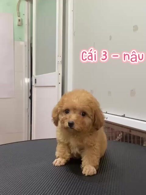 Chó Poodle cái lông xoăn. Mua bán Chó tại Thành phố Vĩnh Long Vĩnh Long được đăng bởi Minh Luan Huynh hình 1