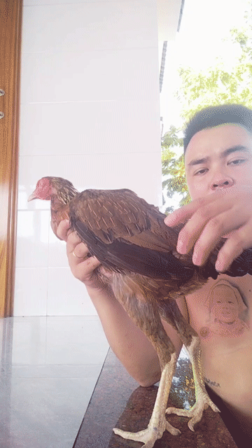 Gà chọi mái 2kg. Mua bán Gà tại Huyện Quảng Ninh Quảng Bình được đăng bởi Gà Đòn Quảng Bình  hình 1