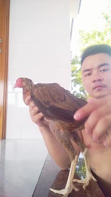 Gà chọi mái 2kg. Mua bán Gà tại Huyện Quảng Ninh Quảng Bình được đăng bởi Gà Đòn Quảng Bình  hình 1