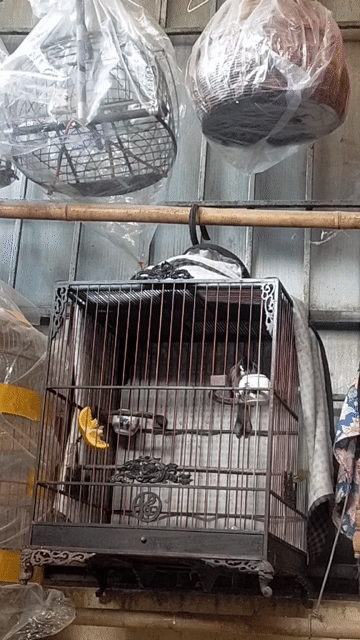 Chim miền vụ 2. Mua bán Chim tại Quận Bắc Từ Liêm Hà Nội được đăng bởi Việt Tùng hình 1