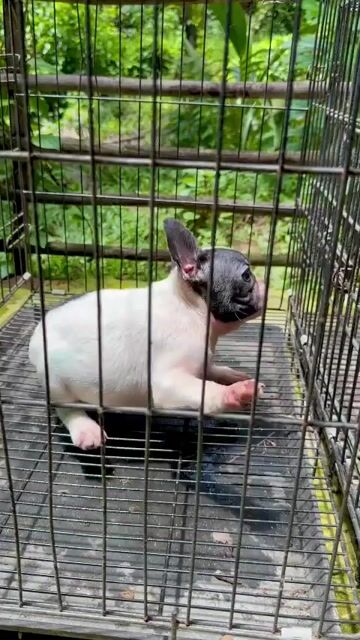 Bé gái 2 tháng tuổi màu bò Bule body ngắn có ba mẹ. Mua bán Chó tại Huyện Mang Thít Vĩnh Long được đăng bởi Hoàng Kim hình 1