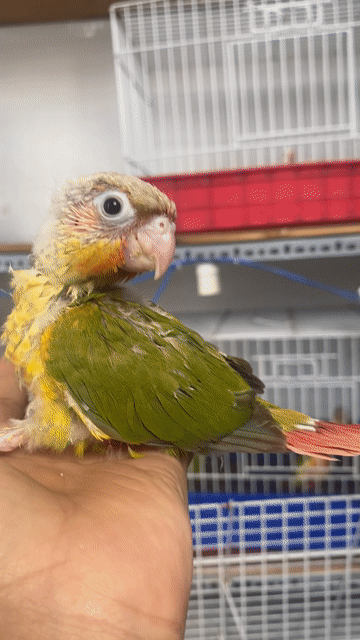 Greencheek Pineapple non, dạn người, thông minh. Mua bán Chim tại Quận 12 Tp Hồ Chí Minh được đăng bởi Lê Trọng Tính hình 1