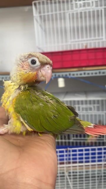 Greencheek Pineapple non, dạn người, thông minh. Mua bán Chim tại Quận 12 Tp Hồ Chí Minh được đăng bởi Lê Trọng Tính hình 1