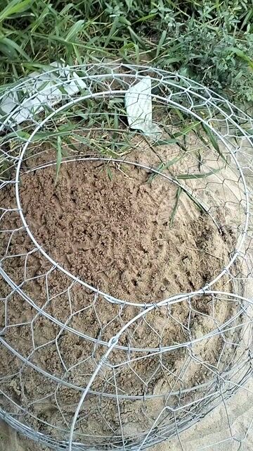 Đổ mái làm gi làm 2kg7 yếu. Mua bán Gà tại Thành phố Cao Lãnh Đồng Tháp được đăng bởi Phuoctrung hình 1