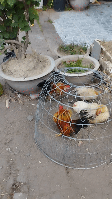 Gà kiểng trống Khét sữa mới trưởng thành. Mua bán Gà tại Quận Cái Răng Cần Thơ được đăng bởi Lê Xuân Phước  hình 1