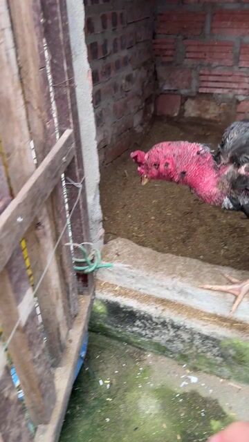 Gà chọi Đen Đỏ đực 3.25kg. Mua bán Gà tại Huyện Kim Sơn Ninh Bình được đăng bởi Đặng bá lợi  hình 1