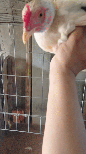 Bầy Gà Tơ 4th 5 Trống . Mua bán Gà tại Huyện Mỹ Xuyên Sóc Trăng được đăng bởi Hoàng Dũng Fram hình 1