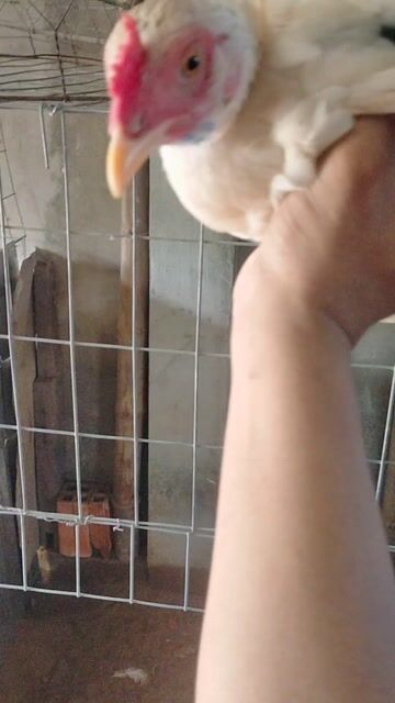 Bầy Gà Tơ 4th 5 Trống . Mua bán Gà tại Huyện Mỹ Xuyên Sóc Trăng được đăng bởi Hoàng Dũng Fram hình 1