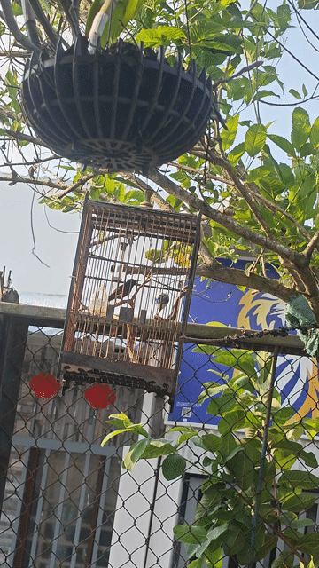Chim cảnh 9 tháng Hót nhiều. Mua bán Chim tại Quận Bình Thuỷ Cần Thơ được đăng bởi Lý Thị Sadal hình 1
