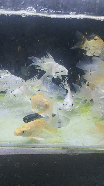 Chép sư tử trắng supper nhí 6-8cm. Mua bán Thú cưng khác tại Thành phố Thủ Đức Tp Hồ Chí Minh được đăng bởi Cá cảnh sỉ DK hình 1