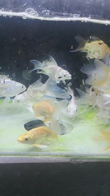 Chép sư tử trắng supper nhí 6-8cm. Mua bán Thú cưng khác tại Thành phố Thủ Đức Tp Hồ Chí Minh được đăng bởi Cá cảnh sỉ DK hình 1