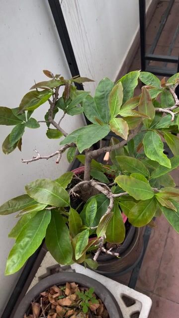 Chậu Mai Vàng. Mua bán Cây cảnh, đồ trang trí tại Quận Gò Vấp Tp Hồ Chí Minh được đăng bởi trinh thai hình 1