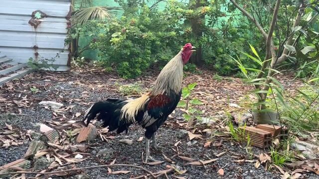 Nòi Chuối 2k9. Mua bán Gà tại Quận Bình Tân Tp Hồ Chí Minh được đăng bởi Huy Nguyễn hình 1