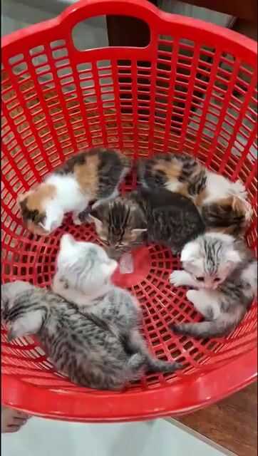 Mèo Anh lông ngắn Tam thể con. Mua bán Mèo tại Thành phố Biên Hòa Đồng Nai được đăng bởi Vy Ha hình 1