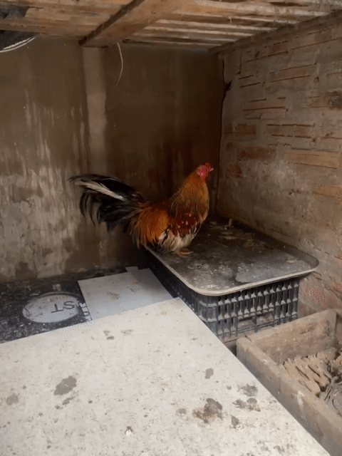 Gà tre 7 lạng Mơ Chân lùn. Mua bán Gà tại Huyện Thanh Oai Hà Nội được đăng bởi Hoàng Nguyễn hình 1
