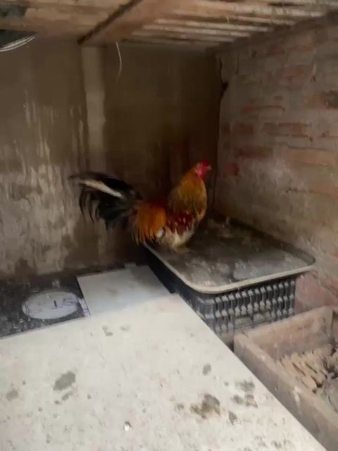 Gà tre 7 lạng Mơ Chân lùn. Mua bán Gà tại Huyện Thanh Oai Hà Nội được đăng bởi Hoàng Nguyễn hình 1