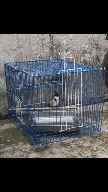 Chim cảnh Hơn một mùa đã xong lông. Mua bán Chim tại Quận 7 Tp Hồ Chí Minh được đăng bởi a châu hình 1