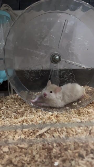 Hamster XL trắng 8-10 tuần. Mua bán Thú cưng khác tại Thị xã Tân Uyên Bình Dương được đăng bởi tr giahan hình 1