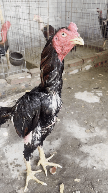 Tía chân vàng 3kg4 đúc mái. Mua bán Gà tại Quận Thanh Xuân Hà Nội được đăng bởi Dsuqared hình 1