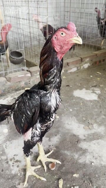 Tía chân vàng 3kg4 đúc mái. Mua bán Gà tại Quận Thanh Xuân Hà Nội được đăng bởi Dsuqared hình 1