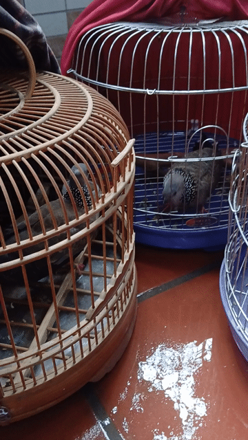 Chim cu vú Trắng Nâu Khỏe mạnh. Mua bán Chim tại Quận Bắc Từ Liêm Hà Nội được đăng bởi Lê Minh hình 1