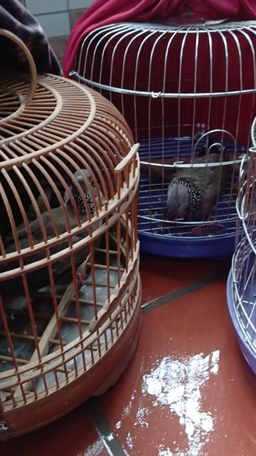 Chim cu vú Trắng Nâu Khỏe mạnh. Mua bán Chim tại Quận Bắc Từ Liêm Hà Nội được đăng bởi Lê Minh hình 1