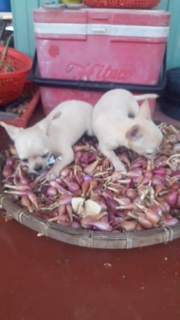 Chó Chihuahua đực 2 tháng tuổi. Mua bán Chó tại Quận Tân Bình Tp Hồ Chí Minh được đăng bởi Mai Chí Thịnh hình 1