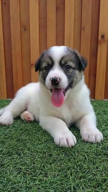 Chó Samoyed F1 2 tháng mặt đẹp như sư tử. Mua bán Chó tại Quận 12 Tp Hồ Chí Minh được đăng bởi Thi Thi hình 1