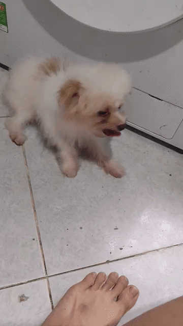 Cái tơ Poodle mix Pom tìm chủ . Mua bán Chó tại Huyện Cần Giuộc Long An được đăng bởi Tê Tê hình 1