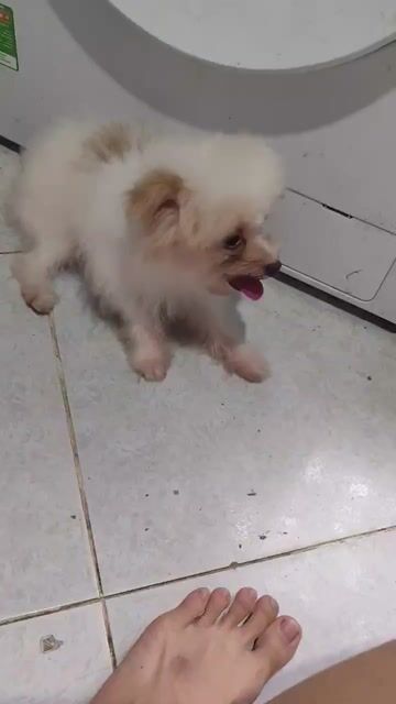 Cái tơ Poodle mix Pom tìm chủ . Mua bán Chó tại Huyện Cần Giuộc Long An được đăng bởi Tê Tê hình 1