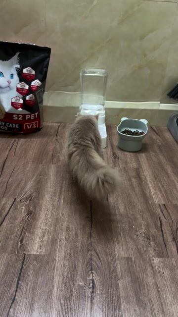 Mèo Munchkin lông dài cái 6 tháng. Mua bán Mèo tại Quận 4 Tp Hồ Chí Minh được đăng bởi Trang Lê hình 1