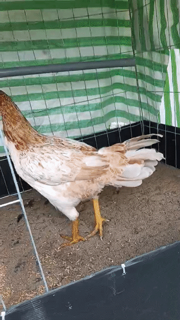 Gà mái khét 1.8kg. Mua bán Gà tại Quận Ô Môn Cần Thơ được đăng bởi ga đá base hình 1