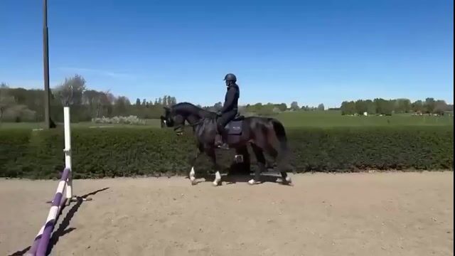 Snäll unghäst med internationell hoppstam
