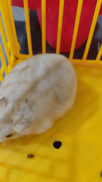Chuột Hamster Syrian Vàng nhạt Mũm mĩm. Mua bán Thú cưng khác tại Huyện Hóc Môn Tp Hồ Chí Minh được đăng bởi hàng hiệu  hình 1