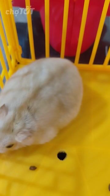 Chuột Hamster Syrian Vàng nhạt Mũm mĩm. Mua bán Thú cưng khác tại Huyện Hóc Môn Tp Hồ Chí Minh được đăng bởi hàng hiệu  hình 1