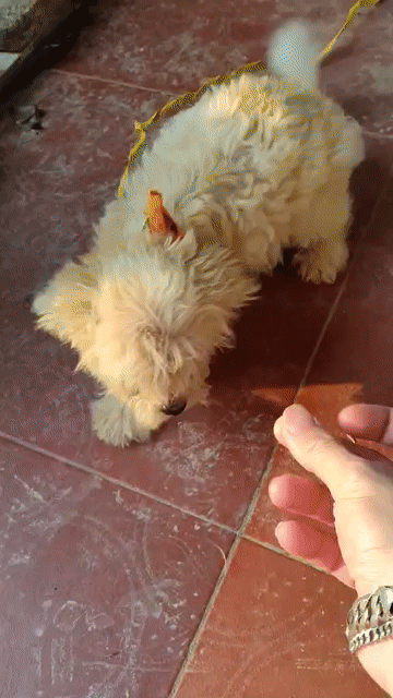 Chó Poodle trắng kem 4 tháng tuổi. Mua bán Chó tại Huyện Lập Thạch Vĩnh Phúc được đăng bởi Chung Nguyen hình 1