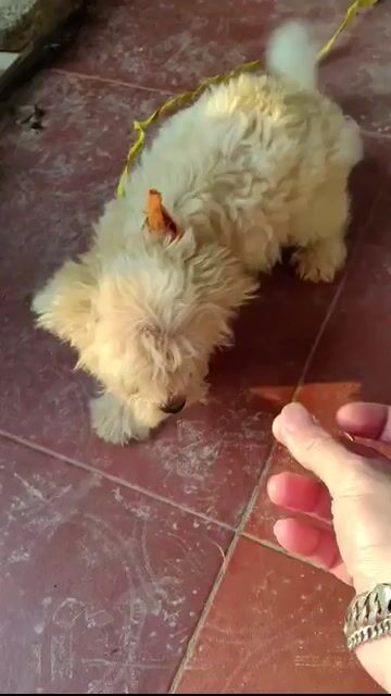 Chó Poodle trắng kem 4 tháng tuổi. Mua bán Chó tại Huyện Lập Thạch Vĩnh Phúc được đăng bởi Chung Nguyen hình 1
