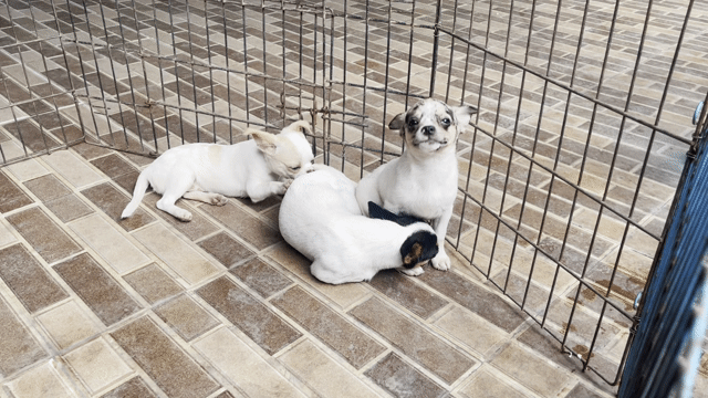 Chihuahua mini Bò Merle lông đờ mi mỏm dài. Mua bán Chó tại Huyện Châu Thành Tiền Giang được đăng bởi Lê Bảo Ngân hình 1