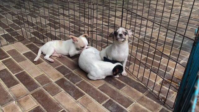 Chihuahua mini Bò Merle lông đờ mi mỏm dài. Mua bán Chó tại Huyện Châu Thành Tiền Giang được đăng bởi Lê Bảo Ngân hình 1