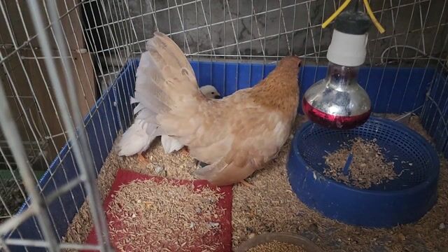 Gà tre Bắc cộc 1 tháng tuổi. Mua bán Gà tại Quận Ba Đình Hà Nội được đăng bởi Người bán hình 1