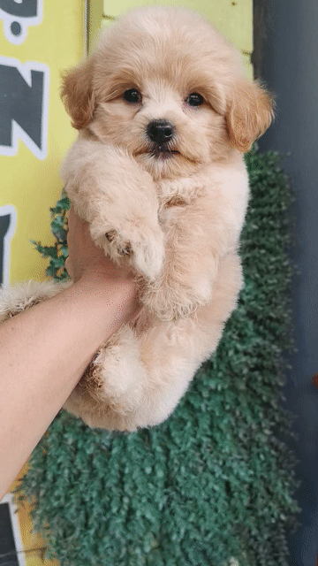 Chó Poodle đực Nâu vàng 2 tháng. Mua bán Chó tại Thành phố Hải Dương Hải Dương được đăng bởi Chó Cảnh HD hình 1