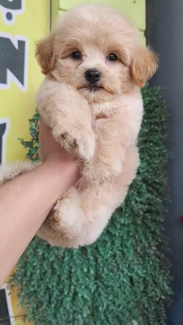 Chó Poodle đực Nâu vàng 2 tháng. Mua bán Chó tại Thành phố Hải Dương Hải Dương được đăng bởi Chó Cảnh HD hình 1
