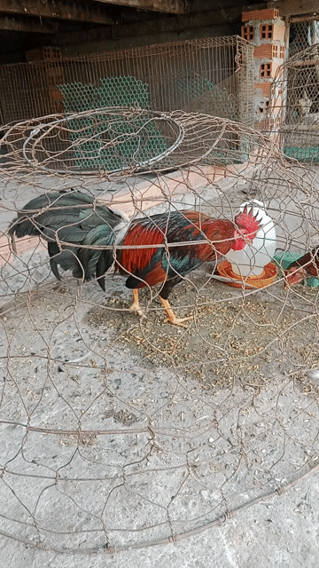 Gà chọi Đỏ đen Trạng nhỏ. Mua bán Gà tại Huyện Hóc Môn Tp Hồ Chí Minh được đăng bởi quang hình 1