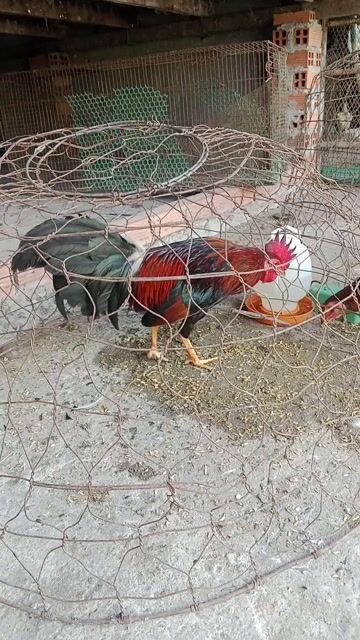 Gà chọi Đỏ đen Trạng nhỏ. Mua bán Gà tại Huyện Hóc Môn Tp Hồ Chí Minh được đăng bởi quang hình 1