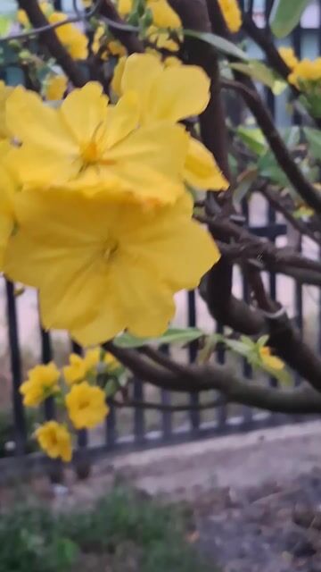 Cây cảnh Mai tứ quý khủng. Mua bán Cây cảnh, đồ trang trí tại Thị xã Tân Uyên Bình Dương được đăng bởi Bs Minh hình 1