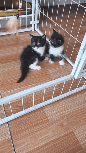 Mèo con Đen trắng Đực và cái. Mua bán Mèo tại Thành phố Vĩnh Long Vĩnh Long được đăng bởi Minh Luan Huynh hình 1