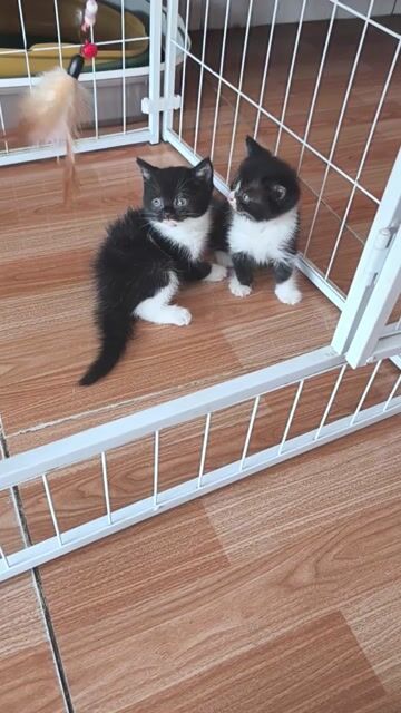 Mèo con Đen trắng Đực và cái. Mua bán Mèo tại Thành phố Vĩnh Long Vĩnh Long được đăng bởi Minh Luan Huynh hình 1
